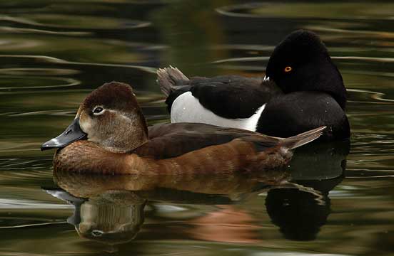 Ringed-neck-Ducks[1].JPG